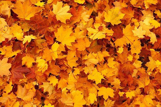 hojas de árbol en otoño